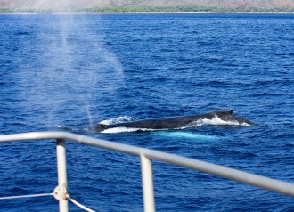 A mature Humpback whale warily passes close by my whale boat; its huge pectoral fins are the turquoise-colored underwater shadow seen just below and to the side of the whale. 29 Dec 2013 